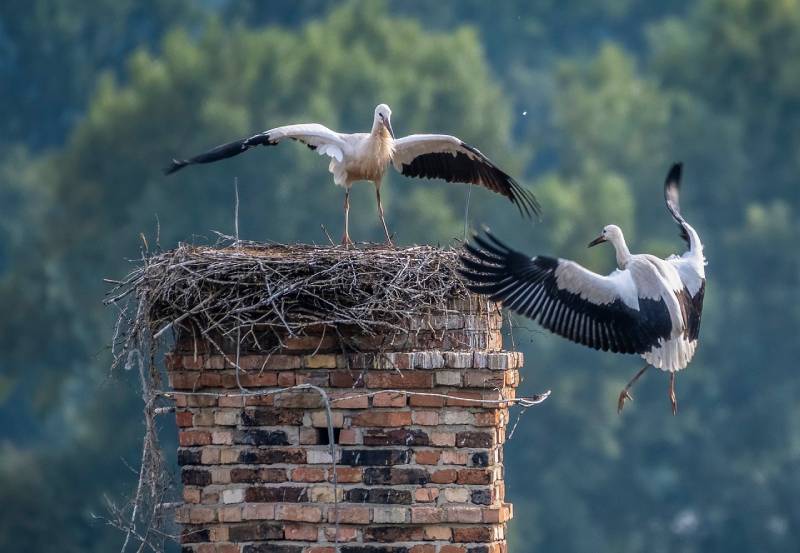 Expert Chimney Animal Removal in Smiths Creek, MI Professional Chimney Animal Removal Services in Smiths Creek, Michigan
