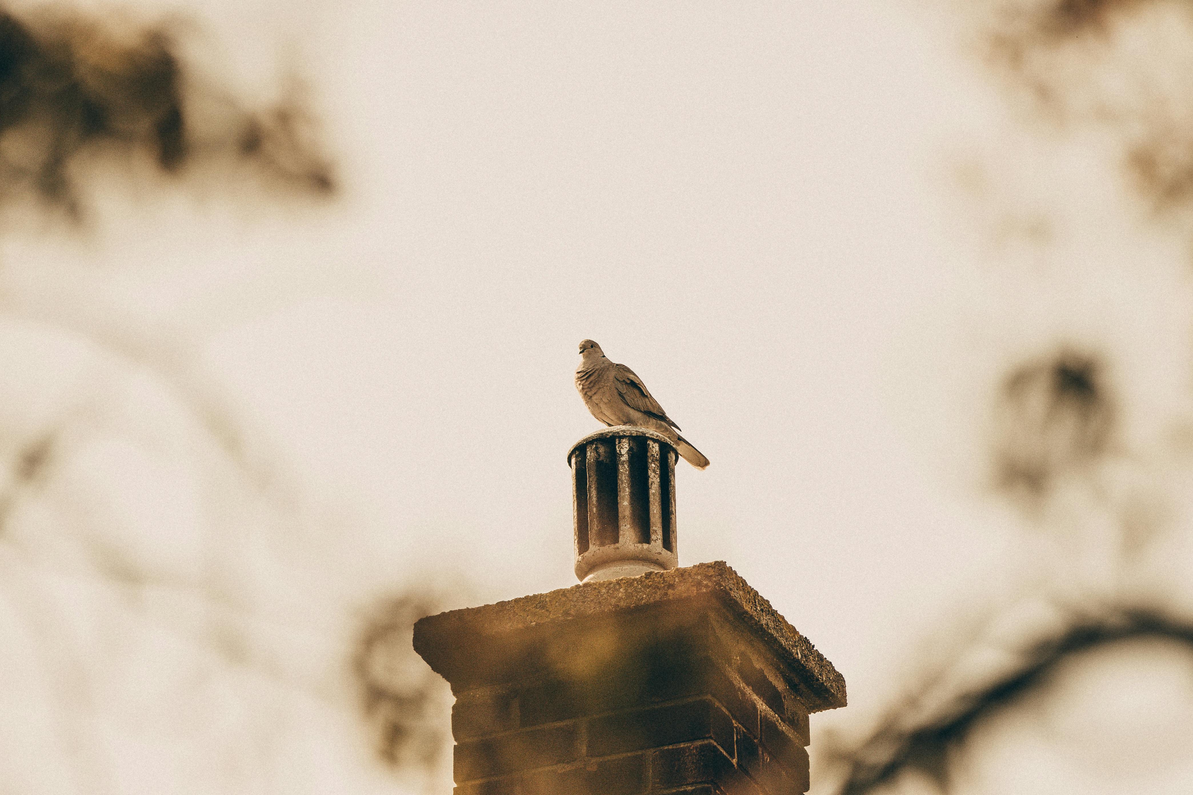 Professional Chimney Cap Installation Services in Smiths Creek, MI Expert Chimney Cap Installation in Smiths Creek, Michigan